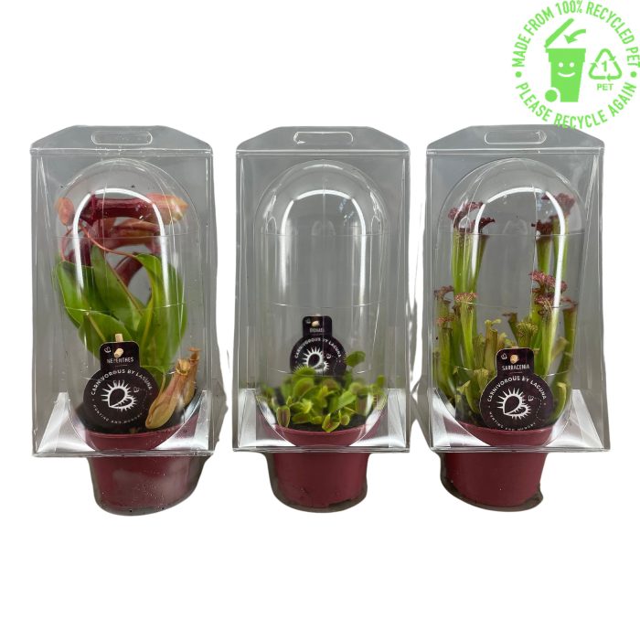 Vleesetende planten mix 12 cm in blister, D 12