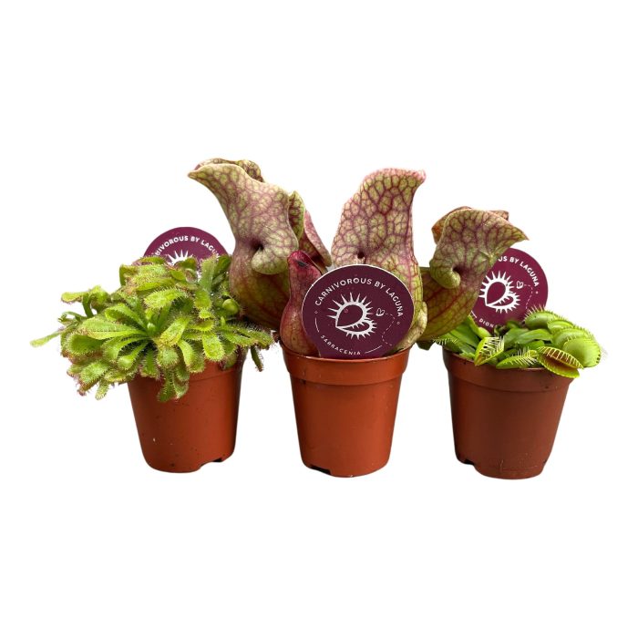 Vleesetende planten mix 5,5 cm, D 6