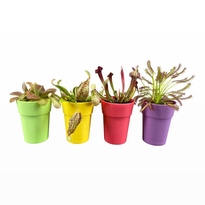 Vleesetende planten mix 5,5 cm in kleuren sierpot, D 6