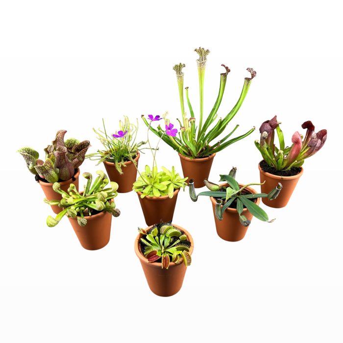 Vleesetende planten mix in 9 cm terracotta pot, D 9