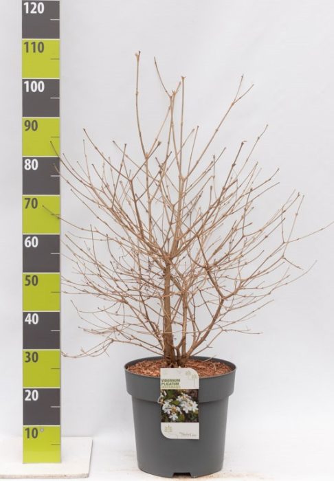 Voburnum plicatum 'Watanabe' C 12, D 30