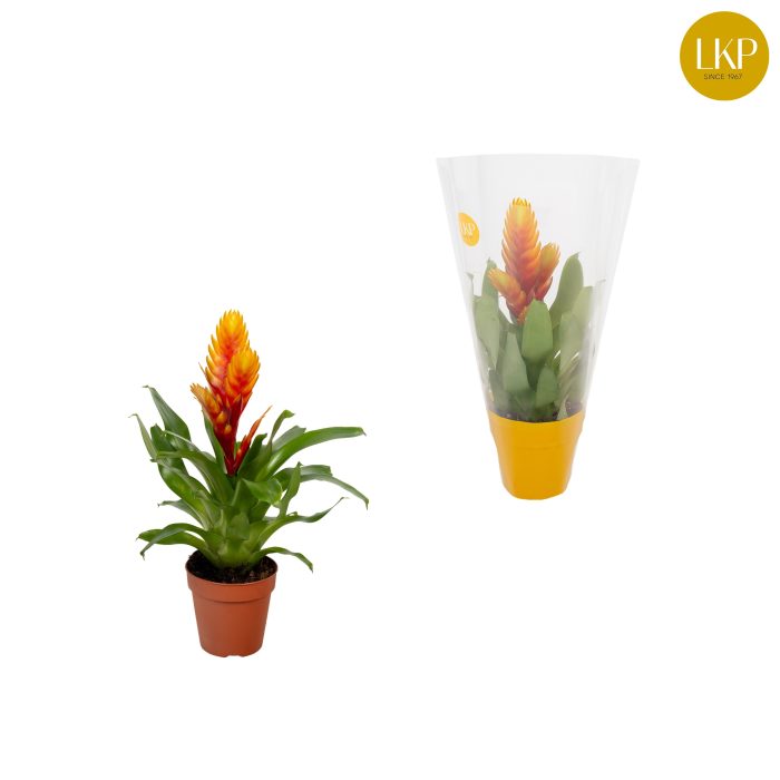 Vriesea Eldorado Geel (Met Hoes), D 10,5