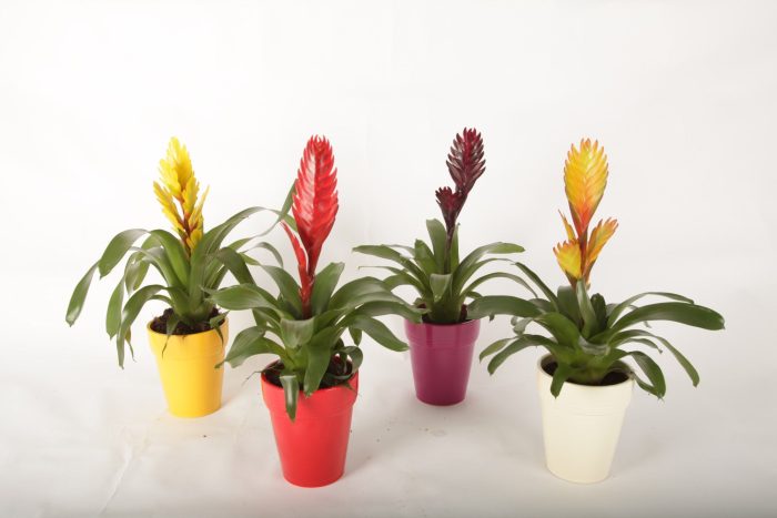 Vriesea gemengd in Keramiek Bea, D 12