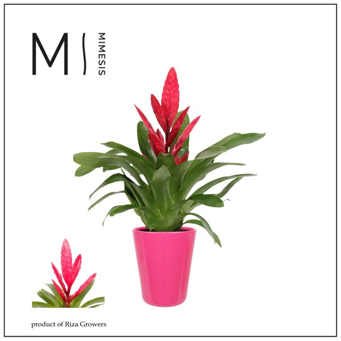 Vriesea Intenso Pink - 13cm in Florence | Mimesis, D 12