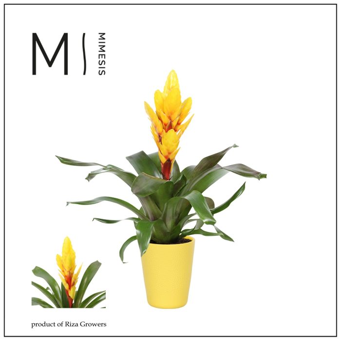 Vriesea Intenso Yellow - 13cm in Florence | Mimesis, D 12