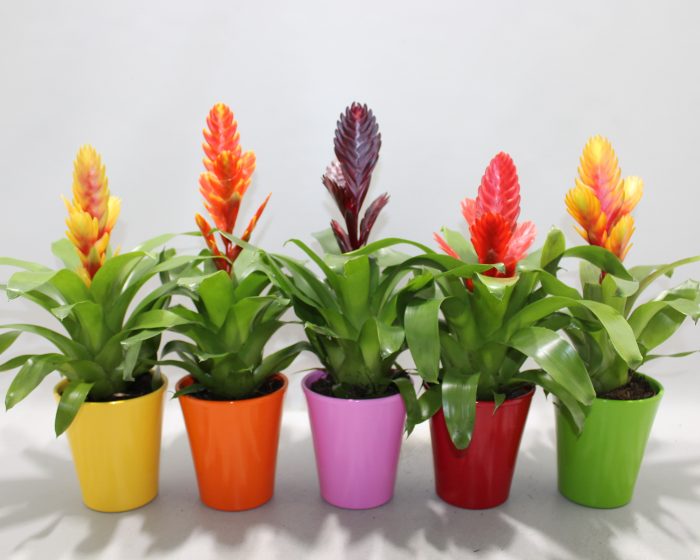 Vriesea Sensation 10.5cm Coco (Met Hoes), D 10,5