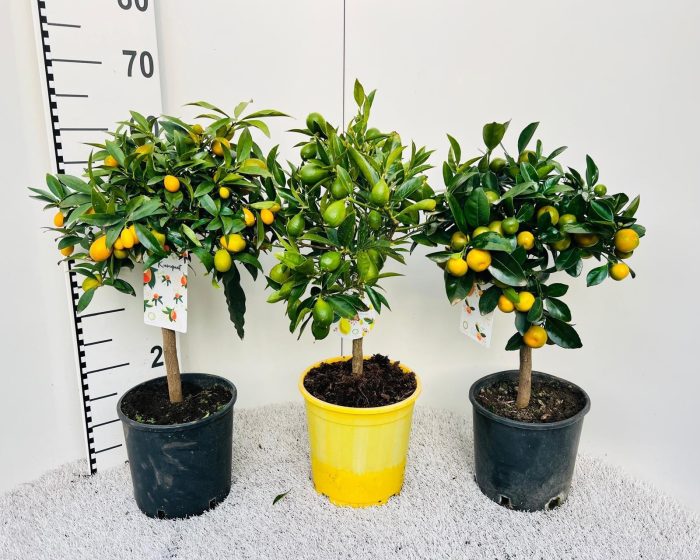 Citrus Mixed 3+ Var. on stem, D 19