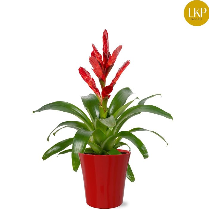 Vriesea Venga Rood Coco, D 13
