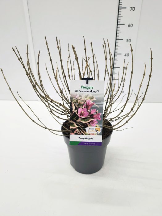 Weigela 'All Summer Monet' 30-40C5, D 23