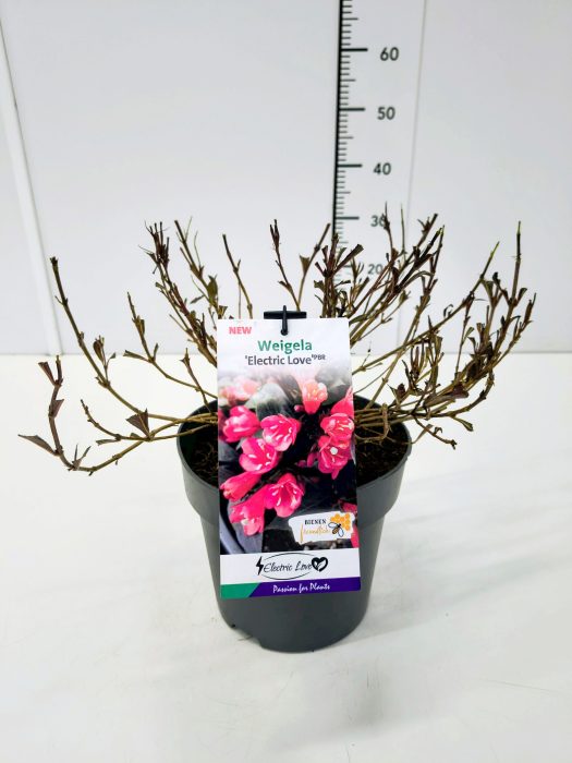 Weigela 'Electric Love' C5, D 23