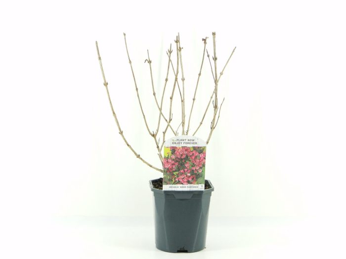 Weigela flor. Nana Purpurea, D 17