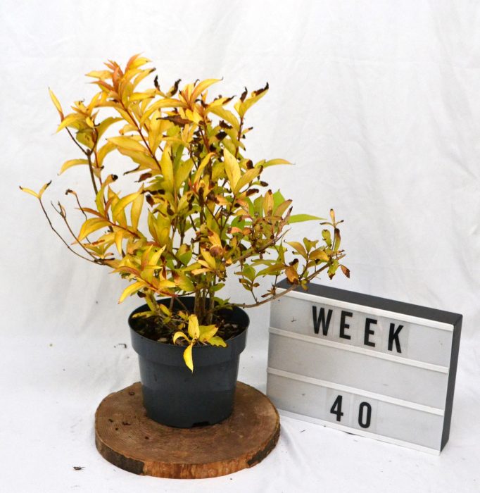 Weigela florida Jean's Gold C3, D 19