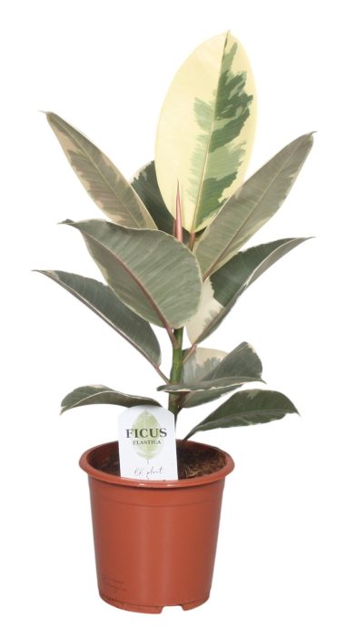 Ficus Elastica Tineke, D 17