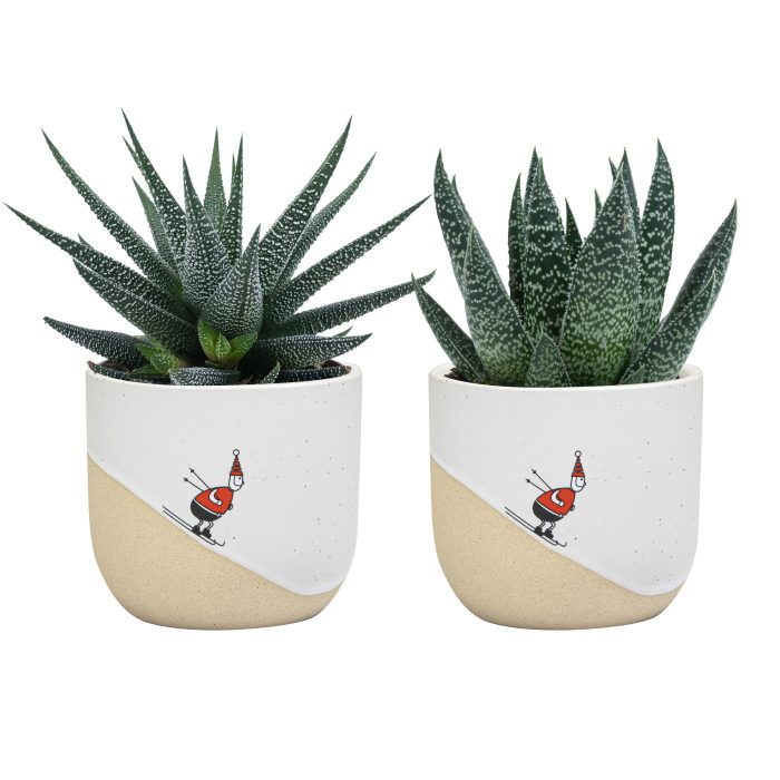 Winter Break with Succulent mix, D 6