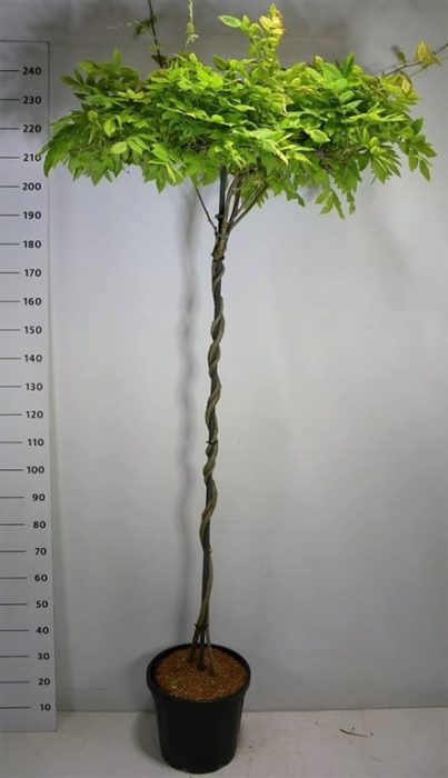 Wisteria brach. 'Yokohama fuji', D 38