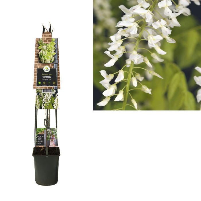 Wisteria floribunda 'Alba' +3.0 label, D 23
