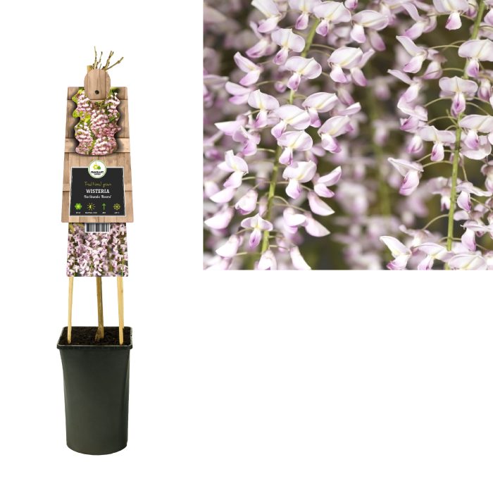 Wisteria floribunda 'Rosea' +3.0 label, D 17