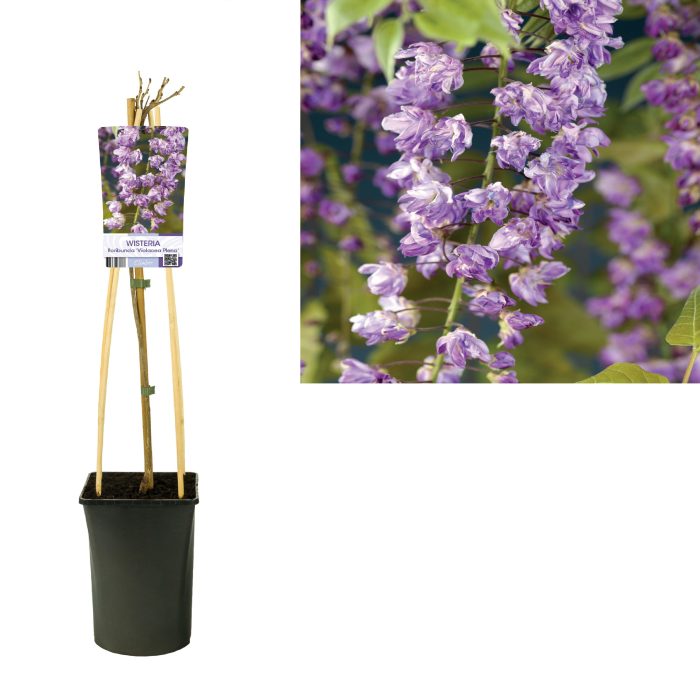 Wisteria floribunda 'Violacea Plena' +light label, D 17