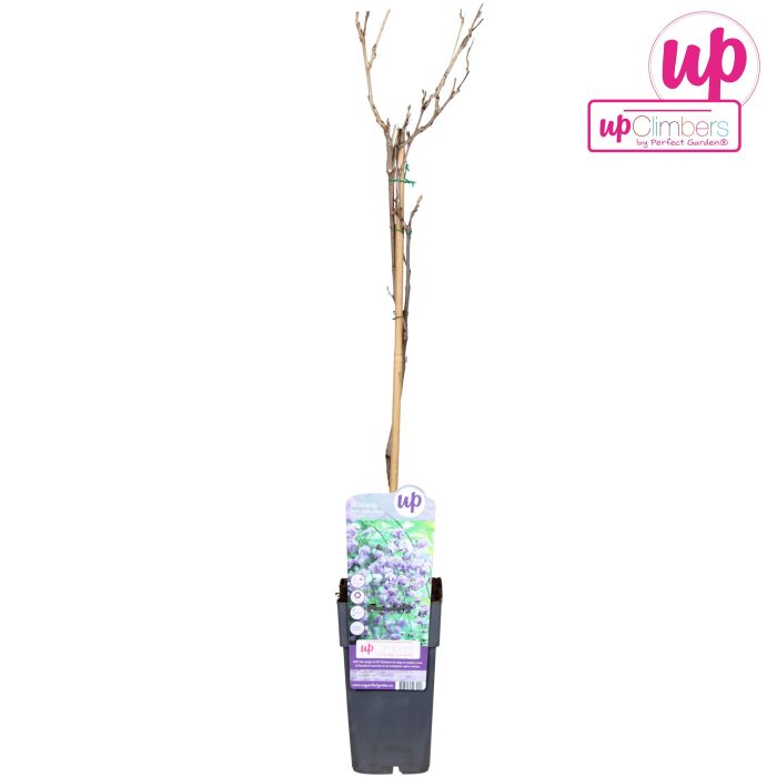 Wisteria floribunda Black Dragon P15, D 15