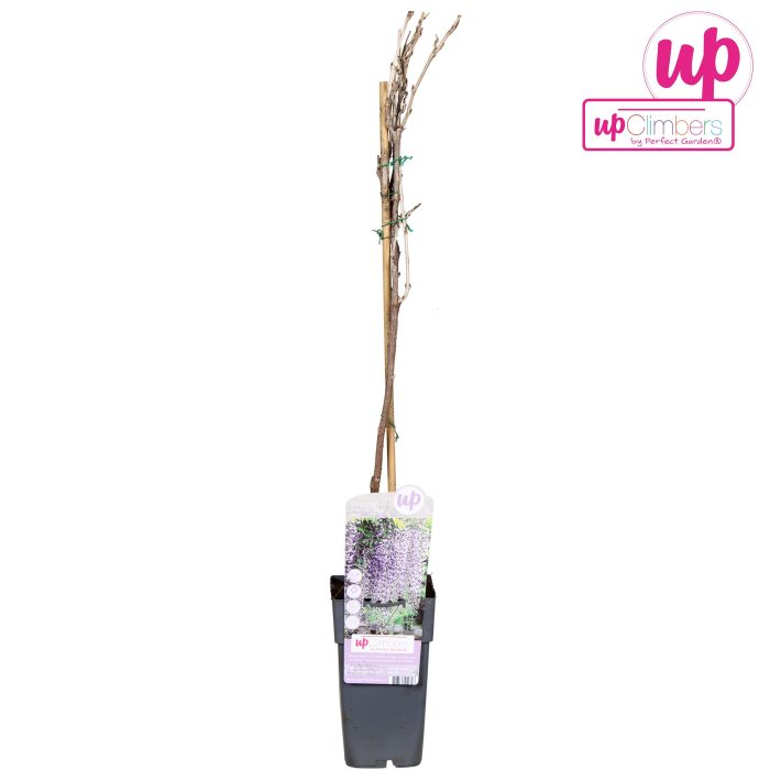 Wisteria floribunda Naga Noda P15, D 15