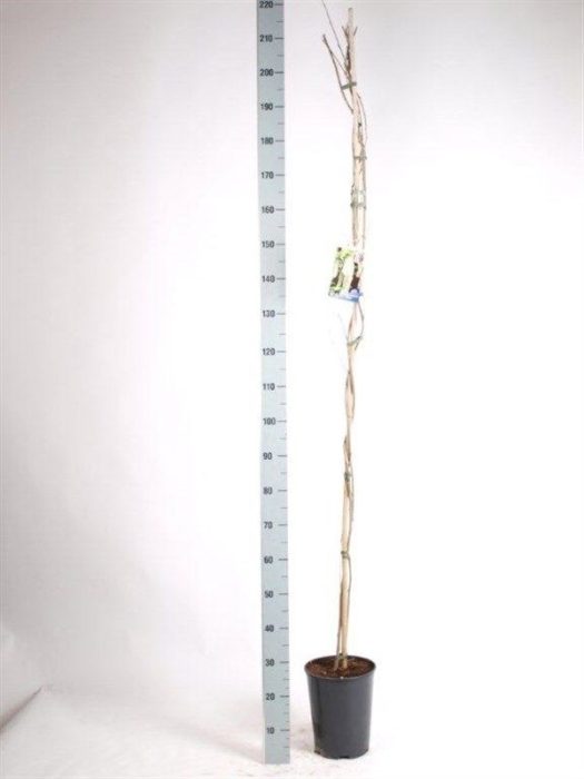 Wisteria sinensis 'Alba', D 21