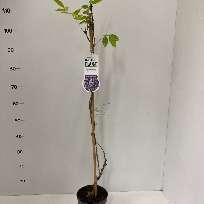 Wisteria sinensis 'Prolific', D 17