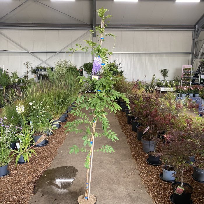 Wisteria sinensis 'Prolific' - gestokt, D 23