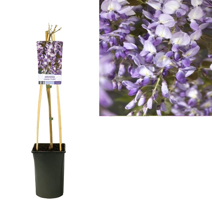 Wisteria sinensis 'Prolific' +light label, D 17
