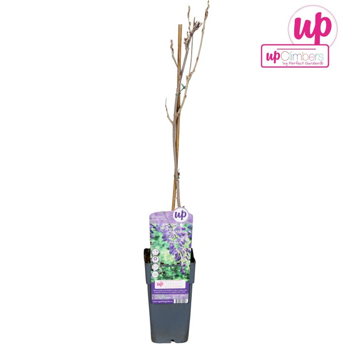 Wisteria sinensis Prolific P15, D 15