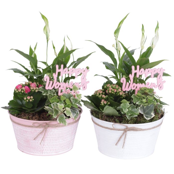 Womens Day Arr. Indoor Zinc Pot Round Pink/White Ø17cm 3PP, D 17