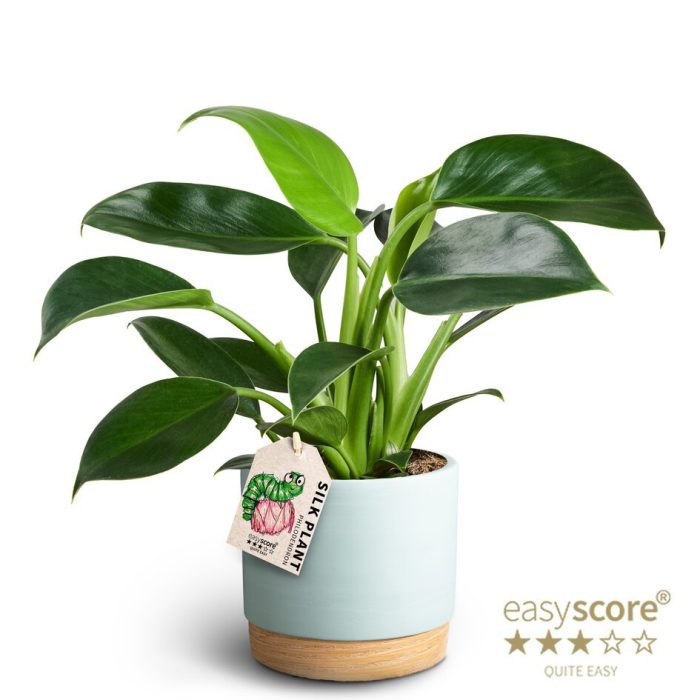 Woodbase Blue, Philodendron ´Green Princess´, D 12