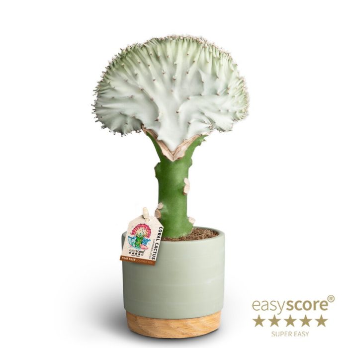 Woodbase Green, Euphorbia lactea ´Grey´, D 10