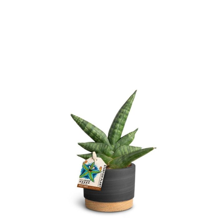 Woodbase Liqurice, Boncellensis, D 7