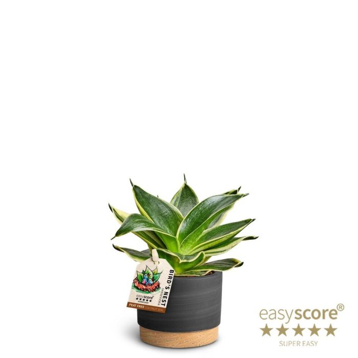 Woodbase Liqurice, Sansevieria hahnii, D 7