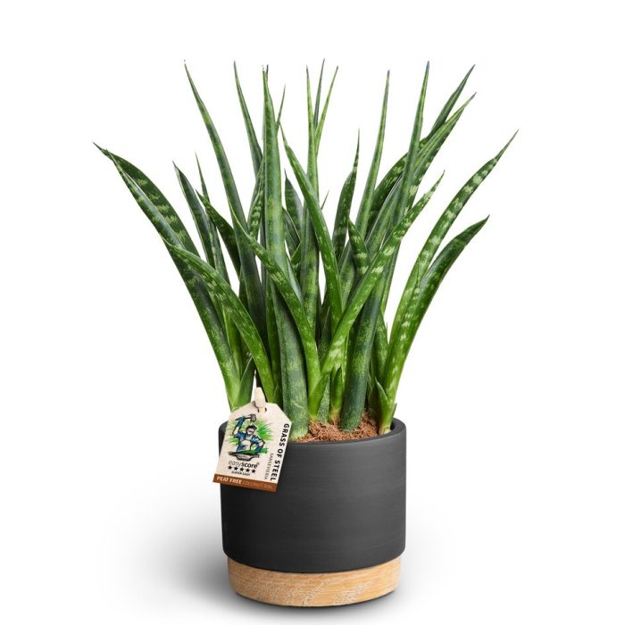 Woodbase Liquriced, Sansevieria 'Fernwood', D 10