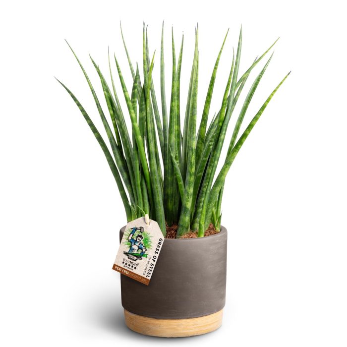 Woodbase Mocca, Sansevieria ´Fernwood´, D 12
