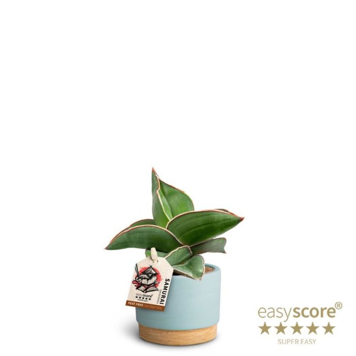 Woodbase Sky Blue, Samurai, D 7