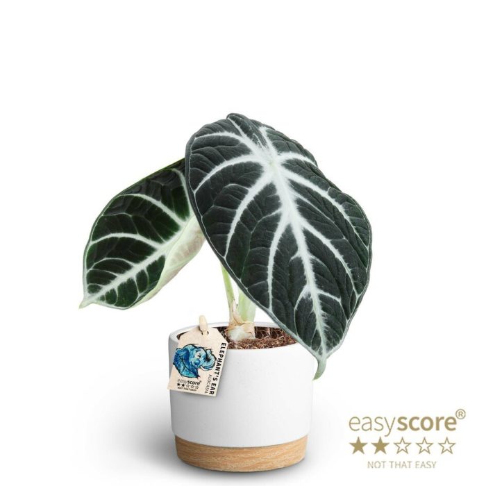 Woodbase White, Alocasia ´Ninja´, D 10