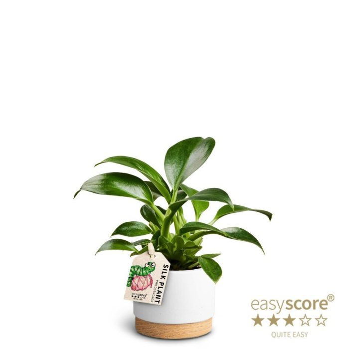 Woodbase White, Philodendron Green Princess, D 7