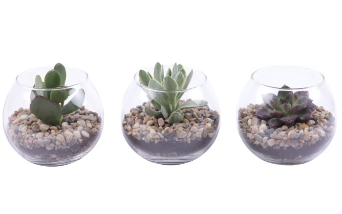 Yearround Arr. Succulent Glass Fishbowl Ø12cm 1PP, D 12