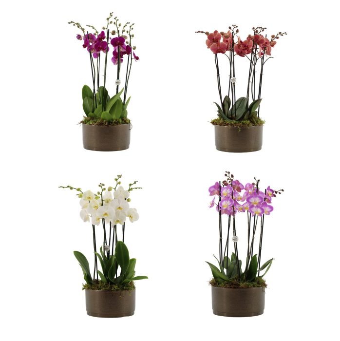 Your Natural Orchid | 3 x 2 tak ST gemengd in Sarah Bowl, D 27