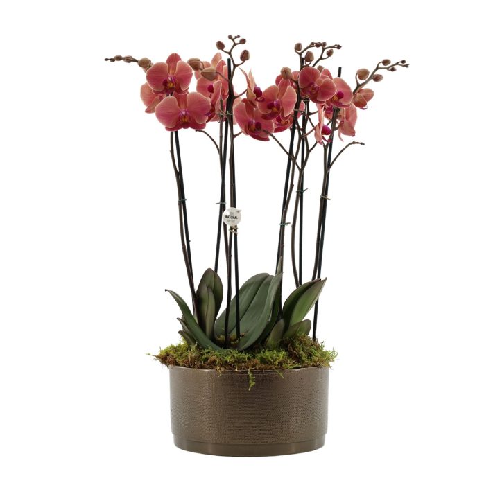Your Natural Orchid | 3 x 2 tak ST oranje in Sarah Bowl, D 27