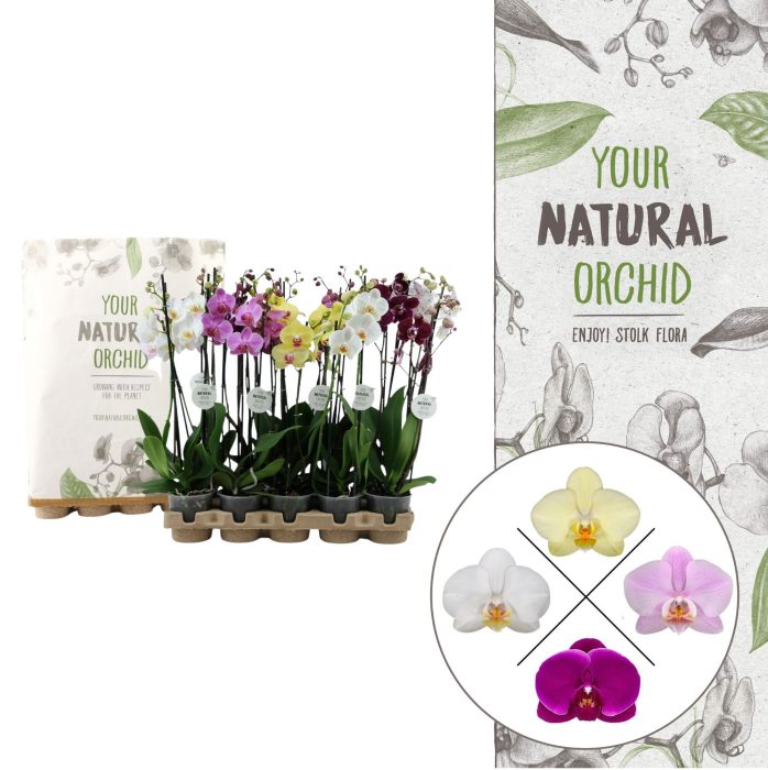 Your Natural Orchid | Eco Mix 60cm | Phal. 2 spike, D 12