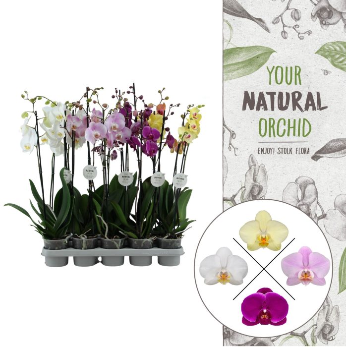 Your Natural Orchid | Mix 65cm | Phalaenopsis 2 spike, D 12