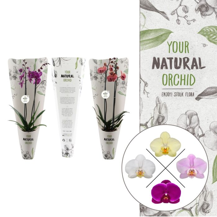 Your Natural Orchid | Mix in Gift pack | Phalaenopsis 2 spike, D 12