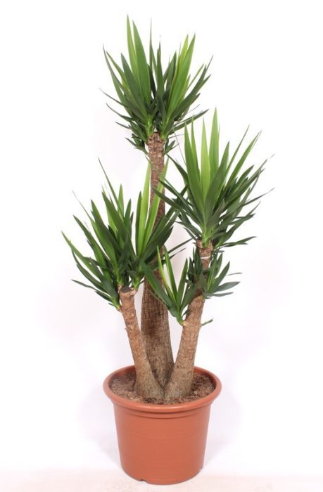 Yucca elephantipes 3 armen, D 50