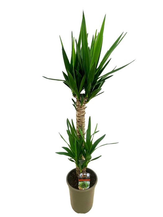 Yucca elephantipes 60-20, D 19