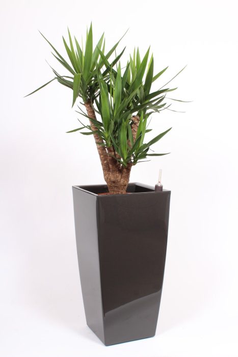 Yucca elephantipes in Piza pot "antraciet", D 40