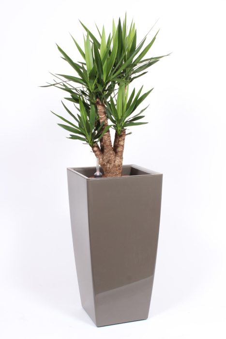 Yucca elephantipes in Piza pot "taupe", D 40