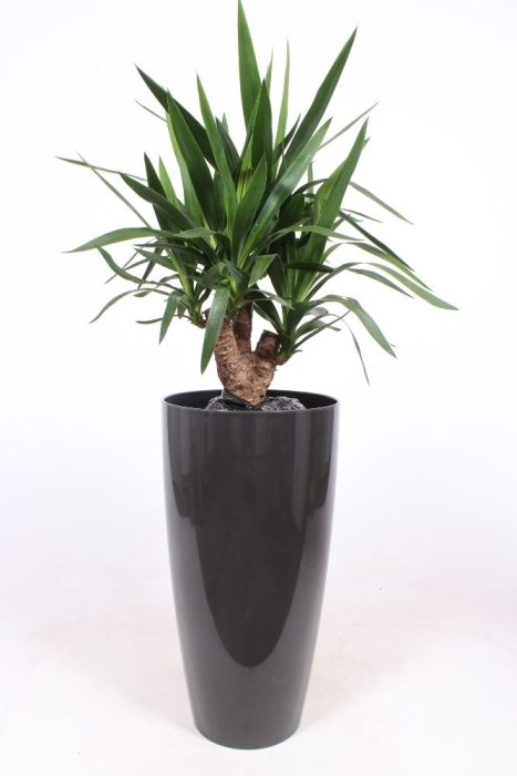 Yucca elephantipes in Santorini pot "antraciet", D 33